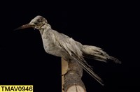 藏品(小燕鷗)的圖片